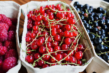 Healthy summer fruit variety. Sweet raspberries, red currant and black currant in paper boxes over a rustic wooden background. Top view