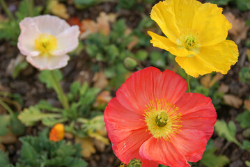 Mohnblumen flowers in white, yellow, and red.