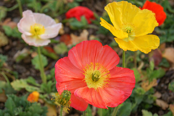 Mohnblumen flowers in white, yellow, and red.