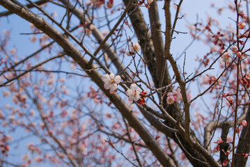 Pink cherry blossoms bloomed on tree branches in Korea spring.