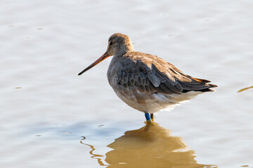 Black-tailed godwit (Limosa haemastica), caradriform bird of the Scolopacidae family. One of Largest and most showy European waders, with a lot of color in flight and with characteristic long legs