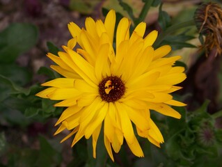 Bright Yellow Sunflower_Lava_West Bengal_India