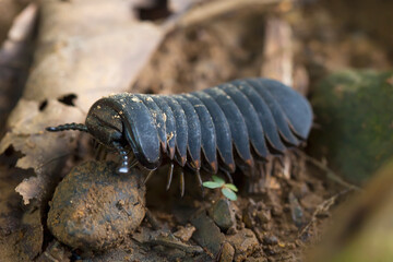 Pill Millipede  from Borneo Forest