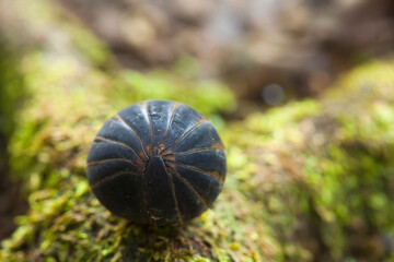 Pill Millipede  from Borneo Forest