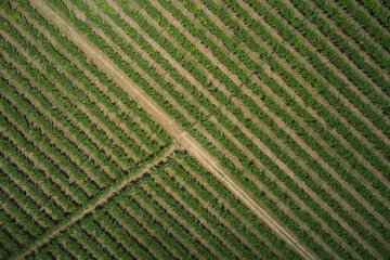 Aerial view of green vineyards.