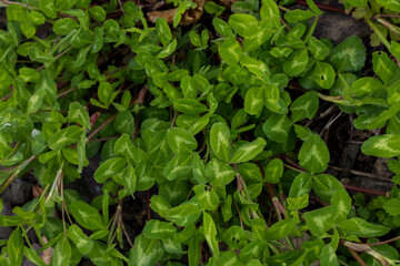 spurge plant growing on the street. Urban plants. green vegetative background.