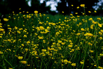 Field with yellow flowers. summer day. atmospheric and dark background.