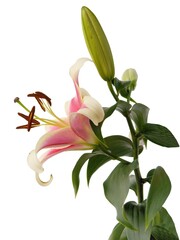 Obraz premium pink and white lily with brown pollen isolated close up