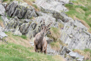 Alpine ibex male in spring season (Capra ibex)