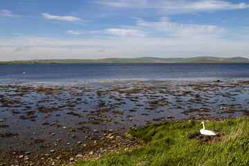 The rural landscape of the Orkney Islands in Scotland, UK