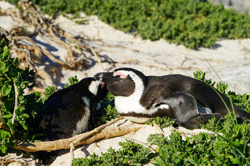 Wild African penguin sleeping while sunbathing