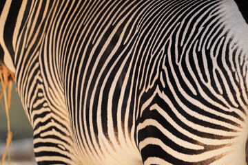 Fototapeta na wymiar Close up of a zebra skin pattern