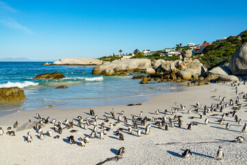 Horde of wild African penguins on Boulders Beach, South Africa