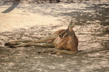 Big red kangaroo resting under the shade of a tree