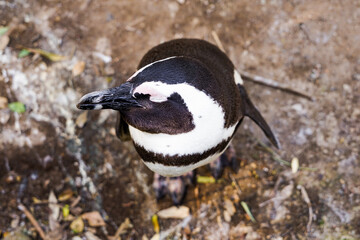 Profile close-up of African penguin with closed eyes