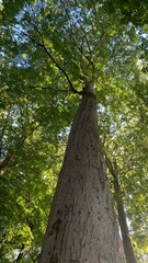 Fototapeta premium trees in the forest