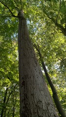 Fototapeta premium tree in the forest