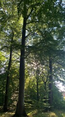 Fototapeta premium morning in the forest