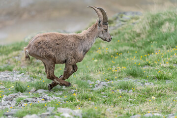 Alpine ibex run away (Capra ibex)