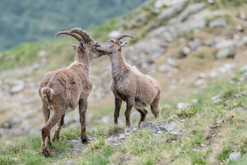 Naklejka na ściany i meble Time for sweet cuddles, magnificent moment between Ibex male (at left) and Ibex female (at right) in Alps mountains (Capra ibex)