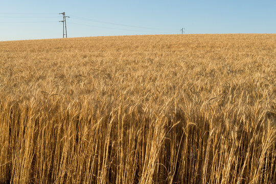 Wheat ready to harvest with powerline in the background