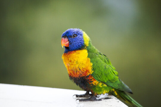 Rainbow lorikeet facing left
