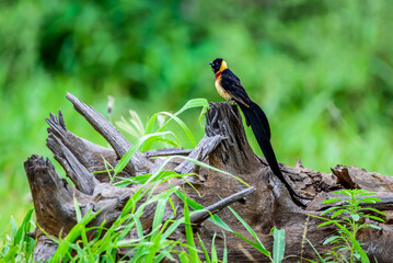 The breeding male of long-tailed paradise whydah or eastern paradise whydah (Vidua paradisaea) in...