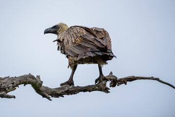 The white-backed vulture (Gyps africanus) in Kruger NP, South Africa.