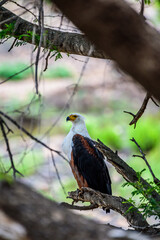 The African fish eagle (Haliaeetus vocifer) in Kruger NP in South Africa.