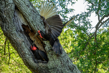 The couple of Southern ground hornbill in a nest in Kruger National park, South Africa.