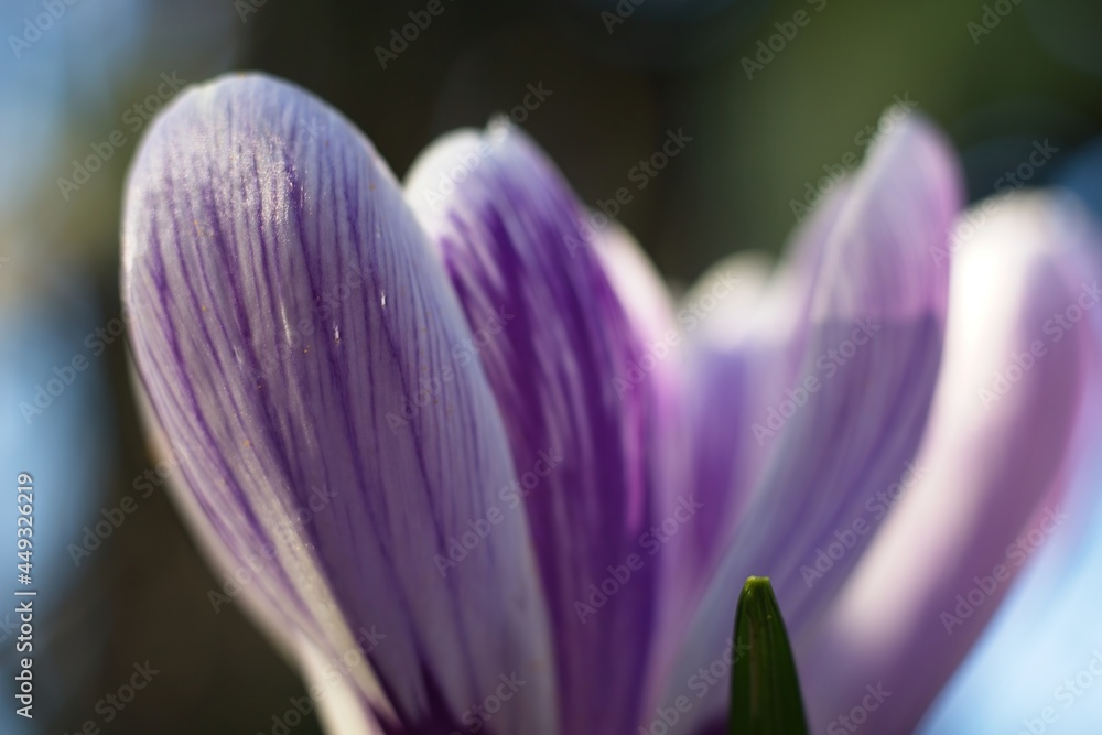 Wall mural purple crocus in the garden