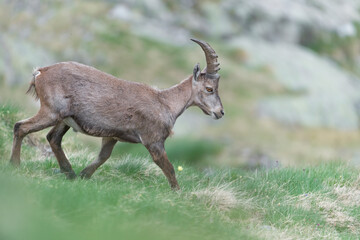 Fine art portrait of Alpine ibex male (Capra ibex)