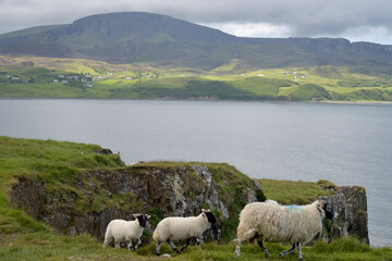Sheep and lambs on Brothers Point on Isle of Skye, Inner Hebrides, Scotland