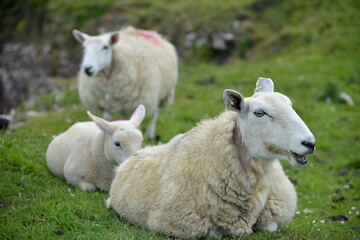 Obraz premium Sheep and lambs on Brothers Point on Isle of Skye, Inner Hebrides, Scotland