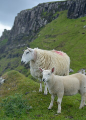 Obraz premium Sheep and lambs on Brothers Point on Isle of Skye, Inner Hebrides, Scotland