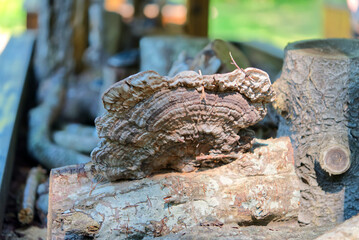 Fototapeta na wymiar A close up of the mushrooms tinder fungus on a tree. close up