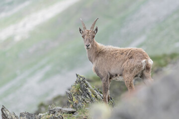 Ibex mountain female on mountain ridge (Capra ibex)