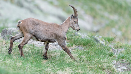 Naklejka na ściany i meble Alpine ibex male moving down the slope (Capra ibex)