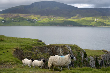 Sheep and lambs on Brothers Point on Isle of Skye, Inner Hebrides, Scotland