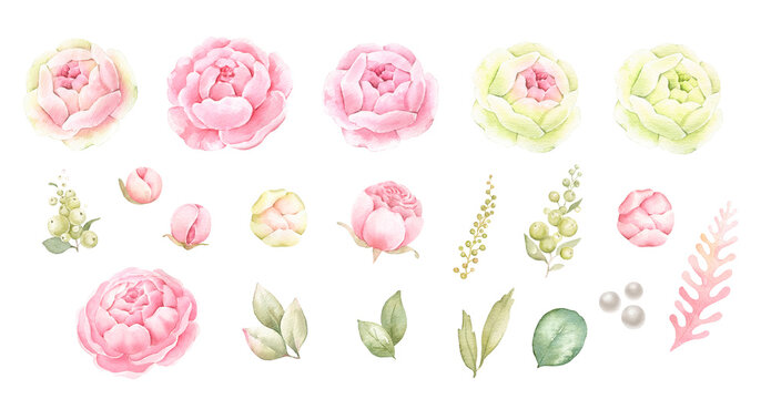 Set of flowers and leaves.Pink and yellow roses,green leaves and berries. Watercolor illustration isolated on white background.