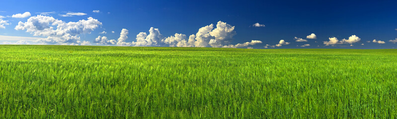 Green field and blue sky high quality panorama of great resolution