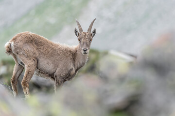Wonderful portrait of Ibex female among the rocks (Capra ibex)