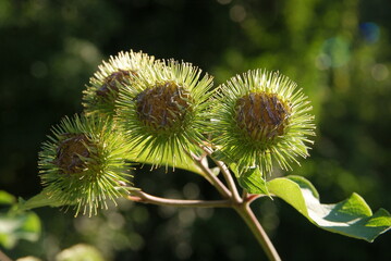 wild plant Arctium minus with flower buds close up