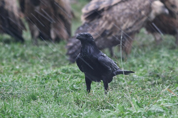 A raven in the rain on a mountain summit