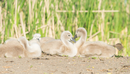 Family of young swans sleeping on edge of lake in the sunshine. Bundle of cygnets sat on grass at lake edge enjoying the sunshine.
