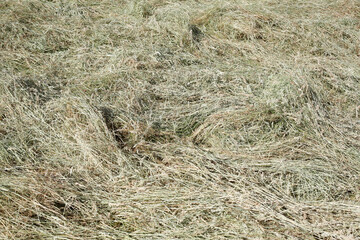 Heu, Hintergundbild, Deutschland, Europa