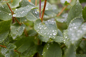 Morning dew fell on the green leaves of a drop of water