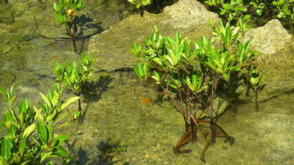 Young mangroves in the water. Tropical mangrove green tree forest. Mangrove landscape, Ecosystem and healthy environment concept. Mindanao, Philippines.