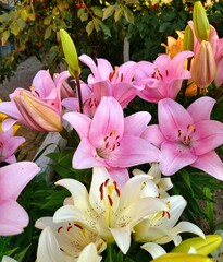 Obraz premium pink lily flowers