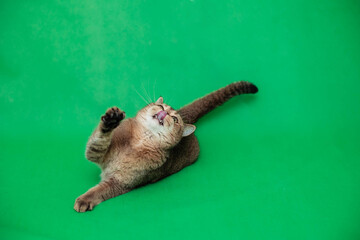 Funny british cat plays on a green background. A cat with an open mouth and tongue. Chroma key.